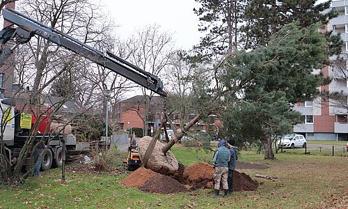 Ein Baum wird am Tuchmacherweg in Euskirchen gepflanzt.