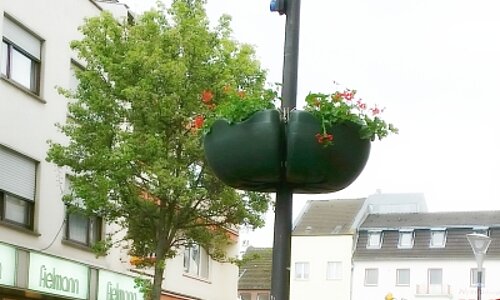 Geranien in der Innenstadt