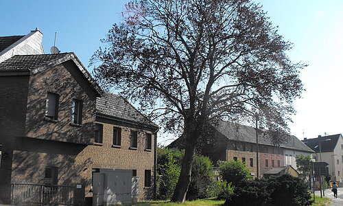 Buche Kuchenheim